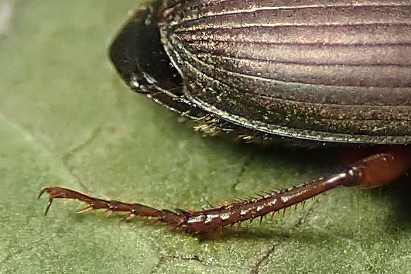 Carabidae da identificare: Harpalus affinis